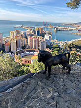 Cargar imagen en el visor de la galería, Toro de Azaila